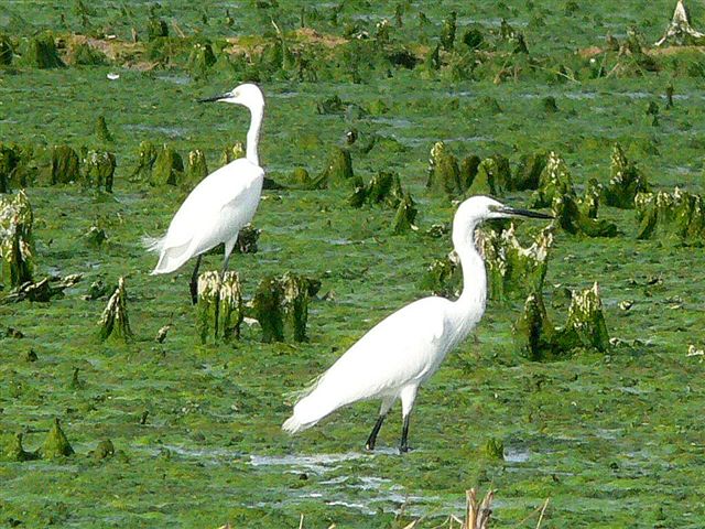 photo "garzas" tags: nature, wild animals