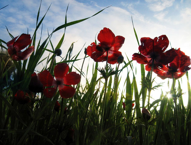 photo "Poppies. A decline." tags: nature, flowers