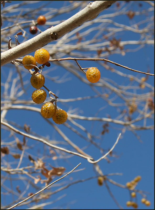 photo "Gold on the blue" tags: travel, nature, North America, flowers