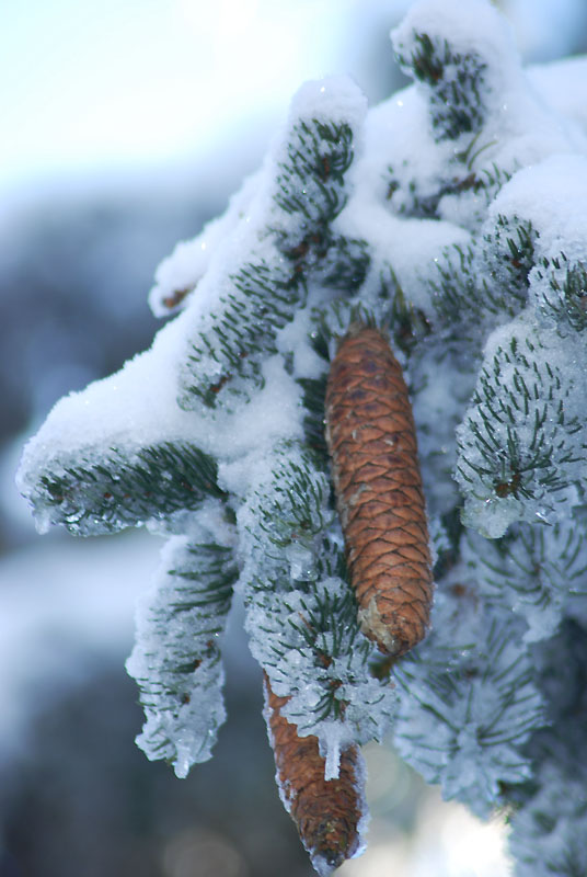 photo "***" tags: nature, 