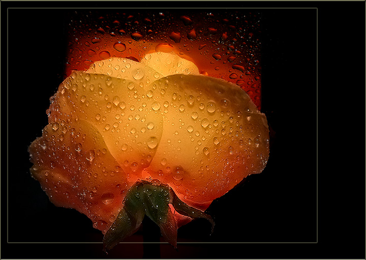 photo "Luminance" tags: nature, macro and close-up, flowers