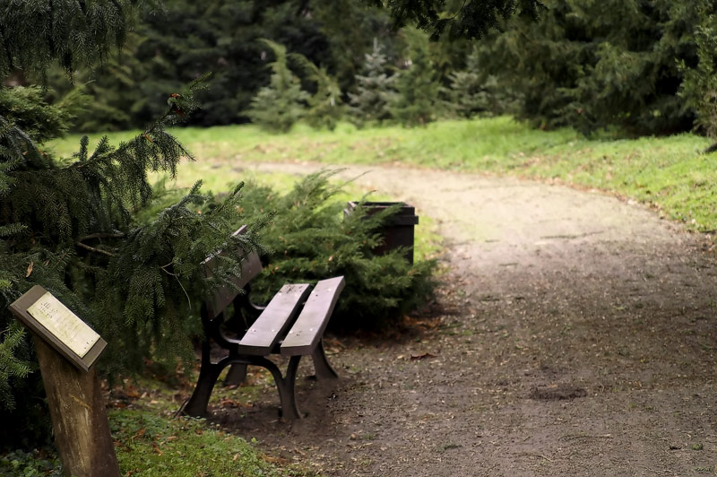 photo "***" tags: landscape, forest