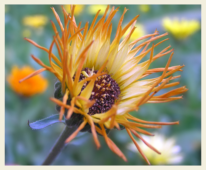 фото "Календула" метки: природа, макро и крупный план, цветы