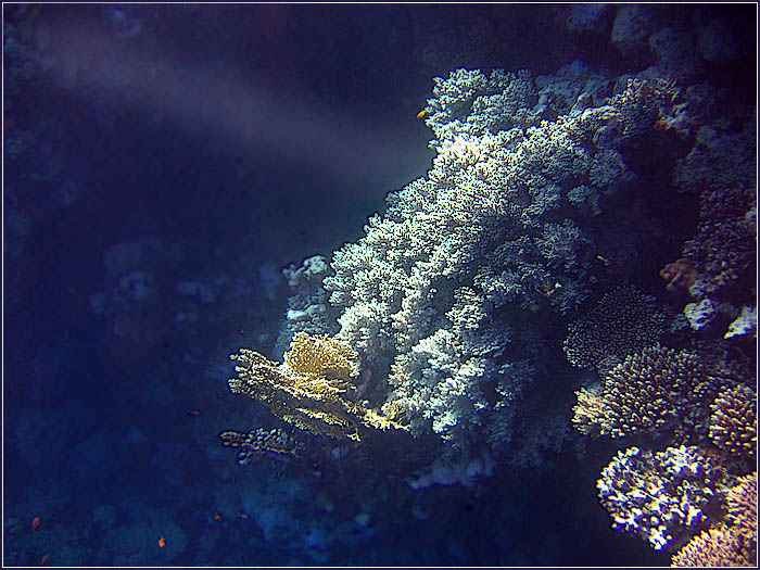 фото "Underwater III" метки: подводные, пейзаж, 