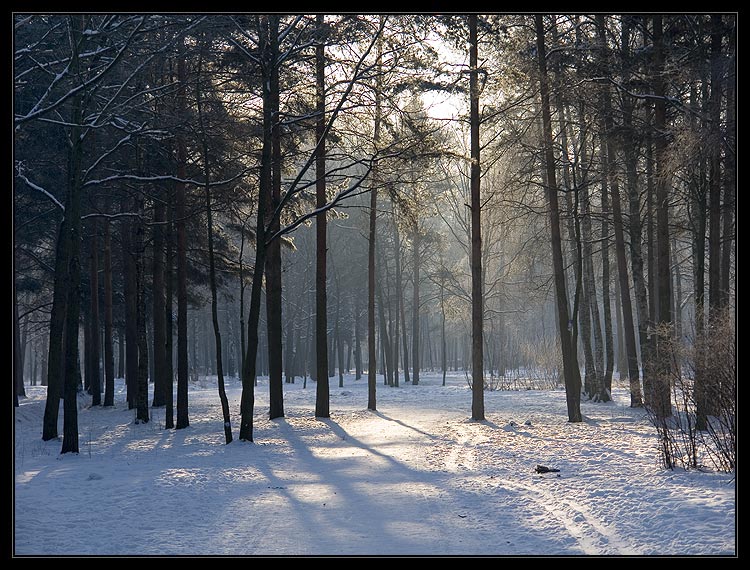 фото "-25 C" метки: пейзаж, зима, лес