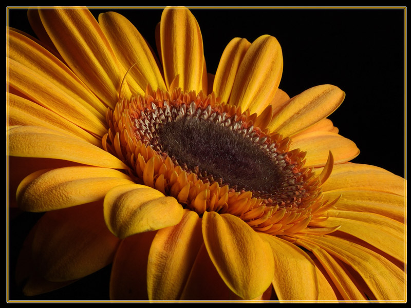 photo "***" tags: nature, macro and close-up, flowers