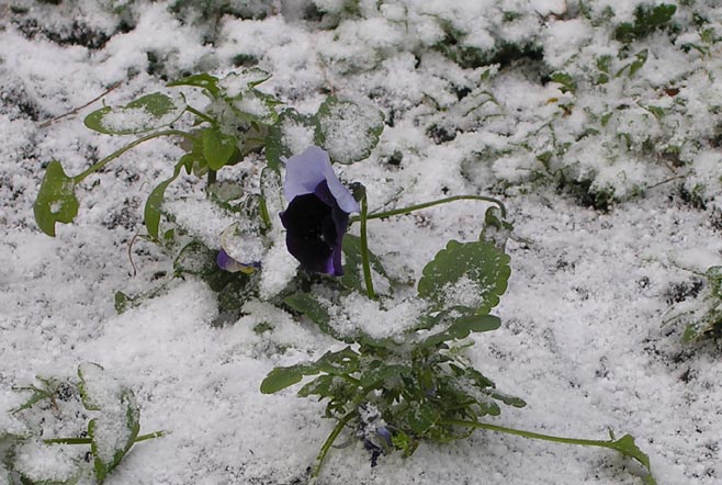 photo "January2007: Someone to die or something to melt?" tags: nature, flowers
