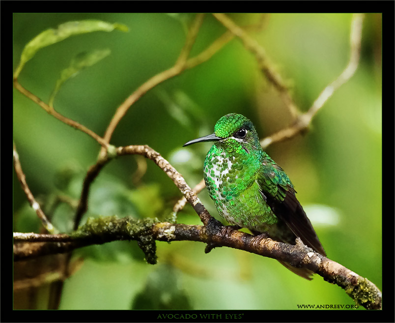 photo "Avocado with Eyes" tags: nature, macro and close-up, wild animals