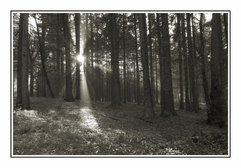 photo "Sun beams" tags: landscape, forest