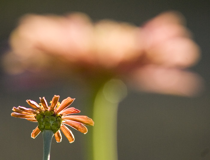 photo "***" tags: nature, flowers