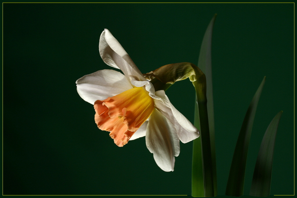 Бутон нарцисса. Narcissus Саша Нарцисс. Колхиум Нарцисс. Нарцисс бутон цветок. Нарцисс Narcissus Green Pearl.
