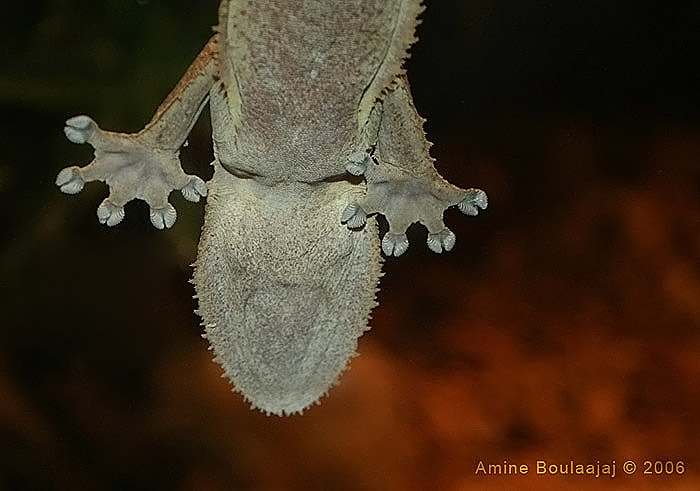 photo "Gecko" tags: , 