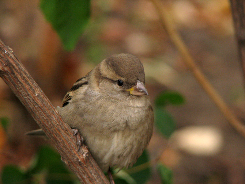 photo "Birdie" tags: nature, wild animals