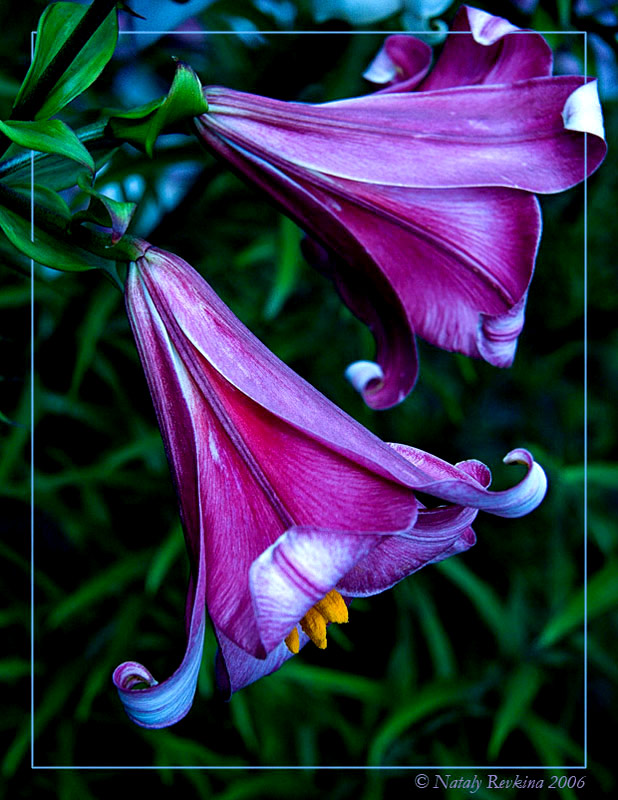 photo "Harmony" tags: nature, flowers
