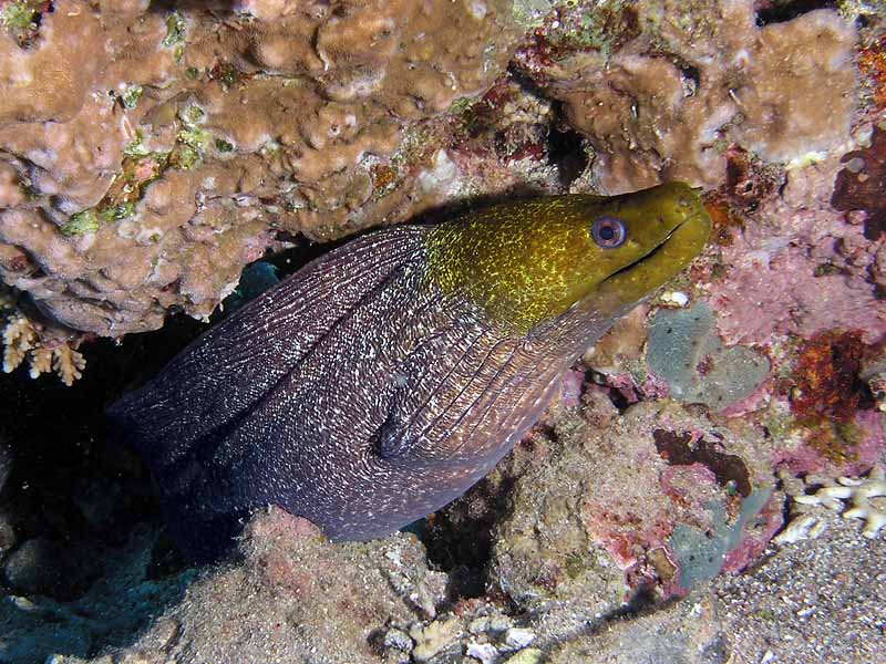 photo "Smile of Moray" tags: underwater, 