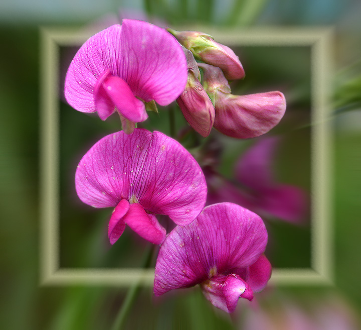 photo "False Modesty" tags: nature, macro and close-up, flowers