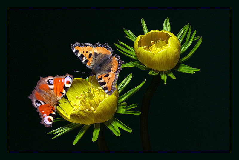 photo "Eranthis" tags: macro and close-up, 