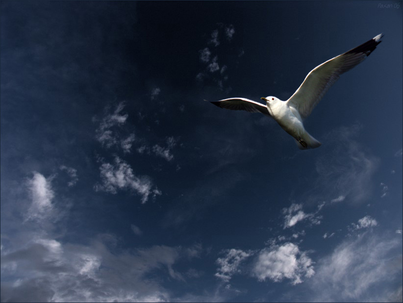 фото "A bird" метки: пейзаж, природа, дикие животные, облака