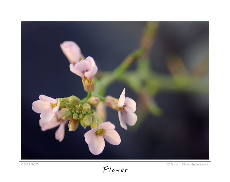 photo "Flower" tags: nature, flowers
