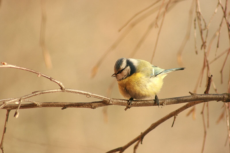 photo "Titmouse" tags: nature, wild animals