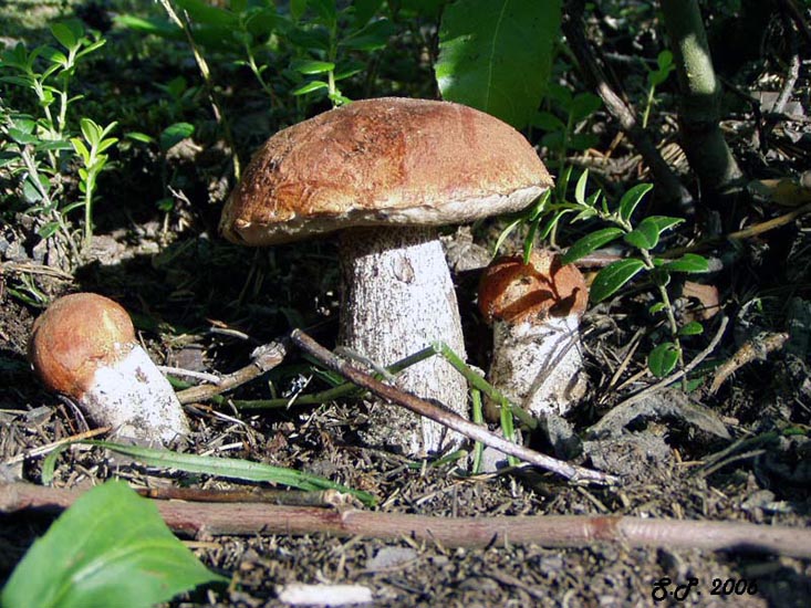 photo "Подосиновики" tags: nature, 