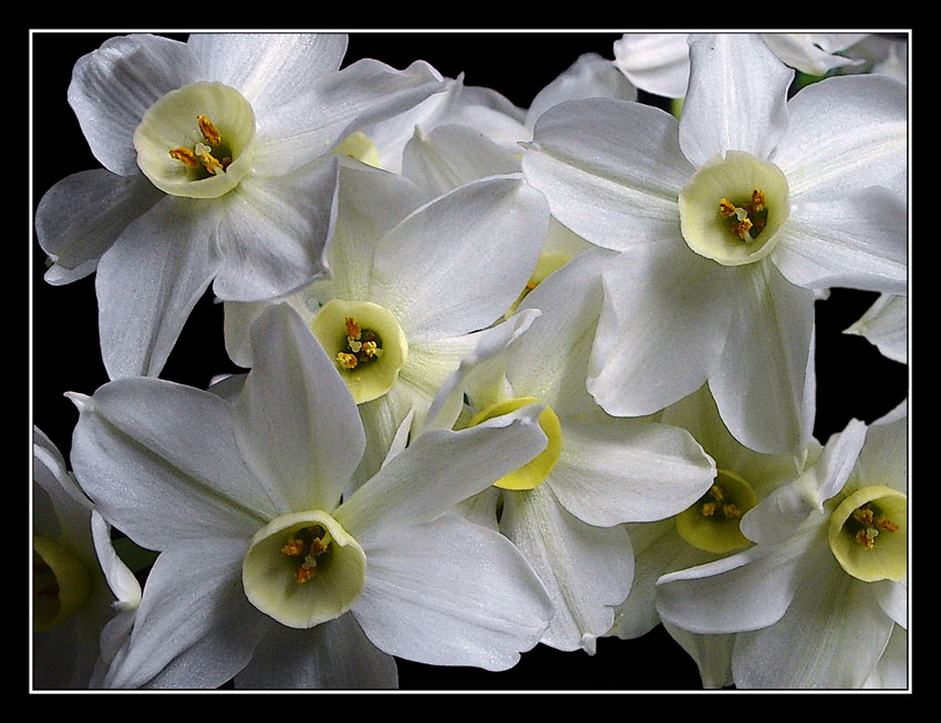 photo "букетик" tags: nature, macro and close-up, flowers