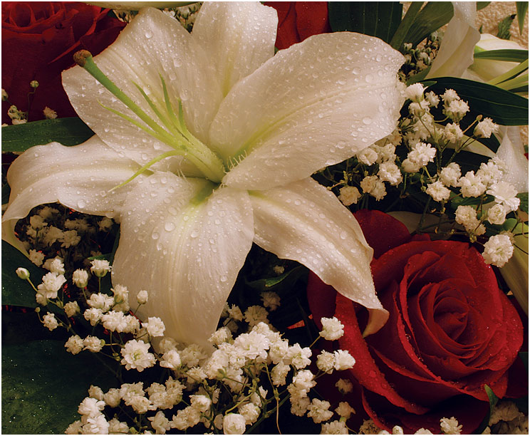 photo "Congratulatory" tags: still life, nature, flowers