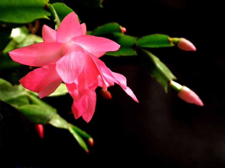 photo "***" tags: macro and close-up, nature, flowers