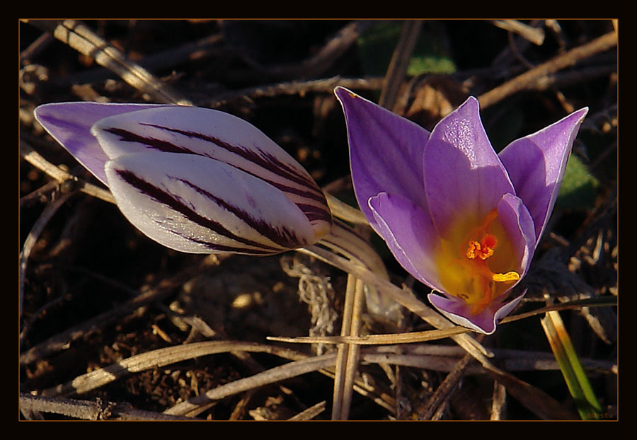 photo "***" tags: nature, flowers