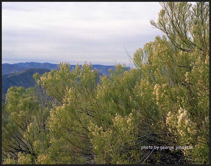 фото "Arizona" метки: пейзаж, лето