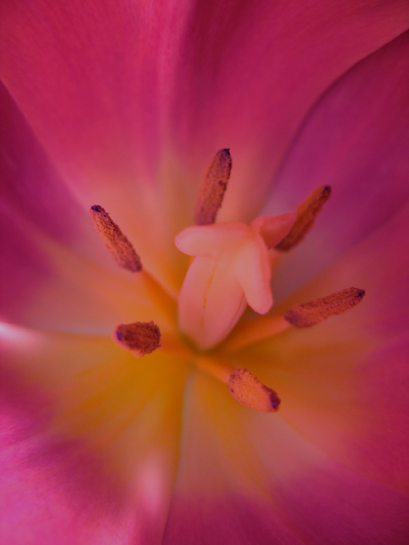 photo "***" tags: nature, macro and close-up, flowers