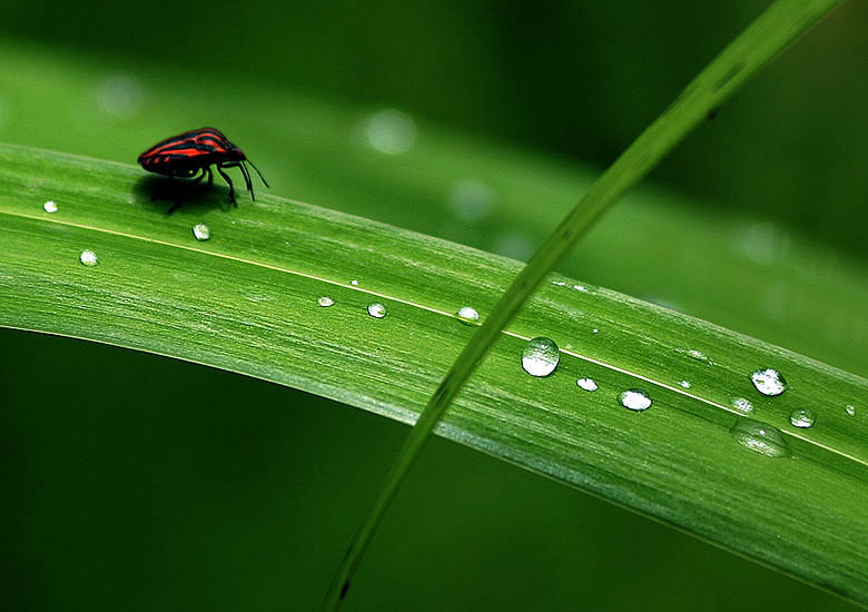 photo "***" tags: macro and close-up, 