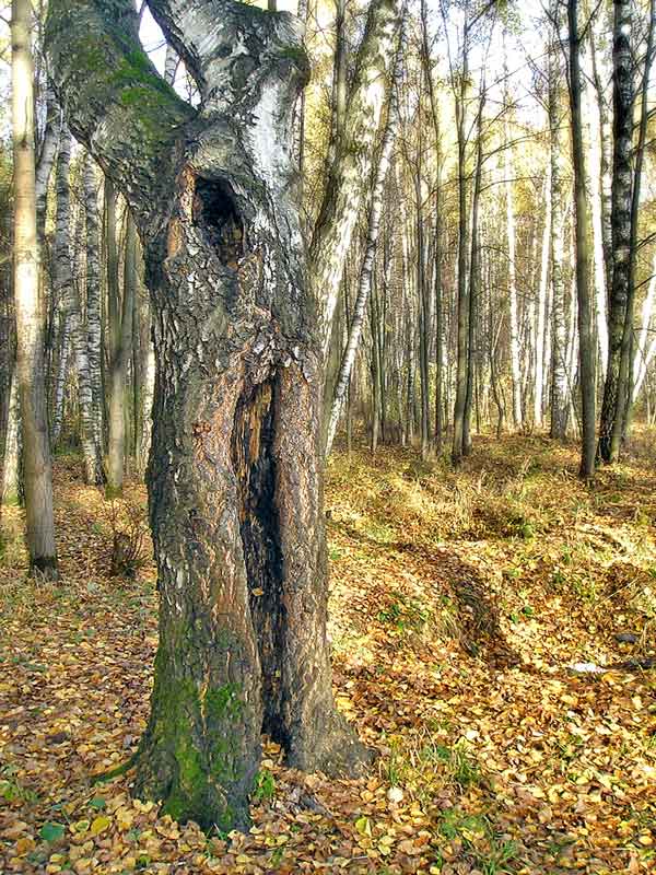 фото "деревья" метки: , 