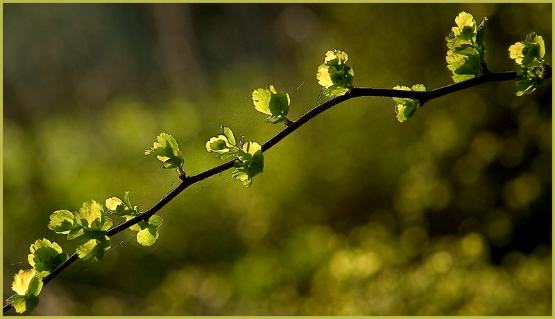 фото "Весна" метки: природа, цветы