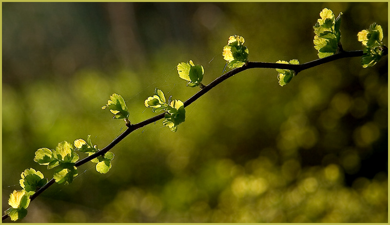 photo "The Spring" tags: nature, flowers