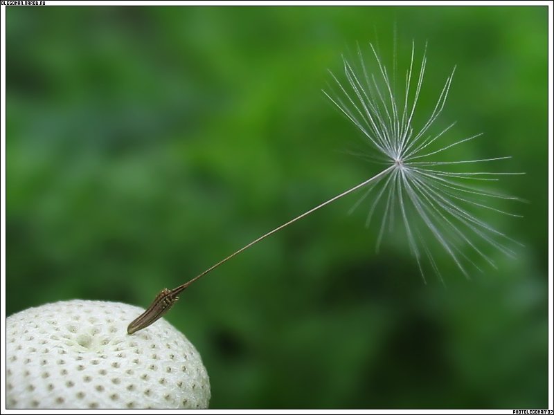 photo "Dart" tags: macro and close-up, nature, flowers