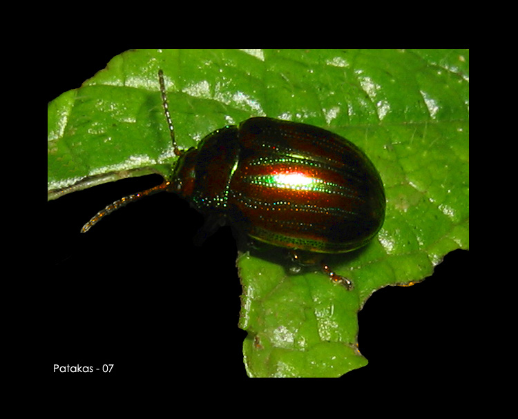 photo "Metal Bug" tags: macro and close-up, nature, insect