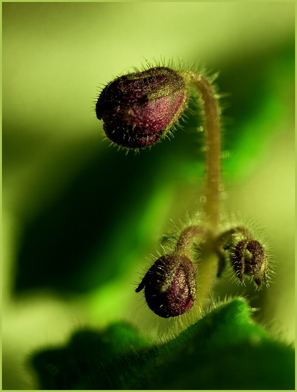 photo "The violet" tags: macro and close-up, nature, flowers