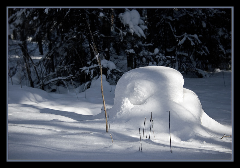 photo "The guard" tags: landscape, nature, winter