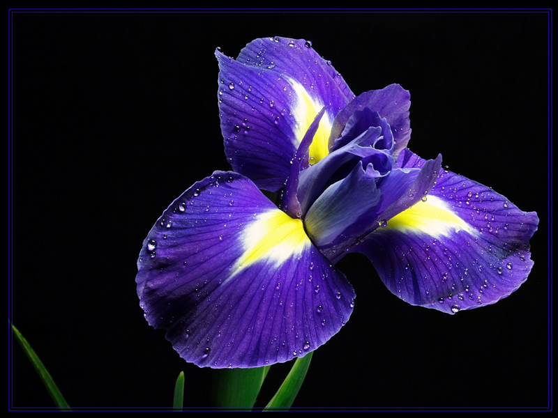 photo "***" tags: nature, macro and close-up, flowers