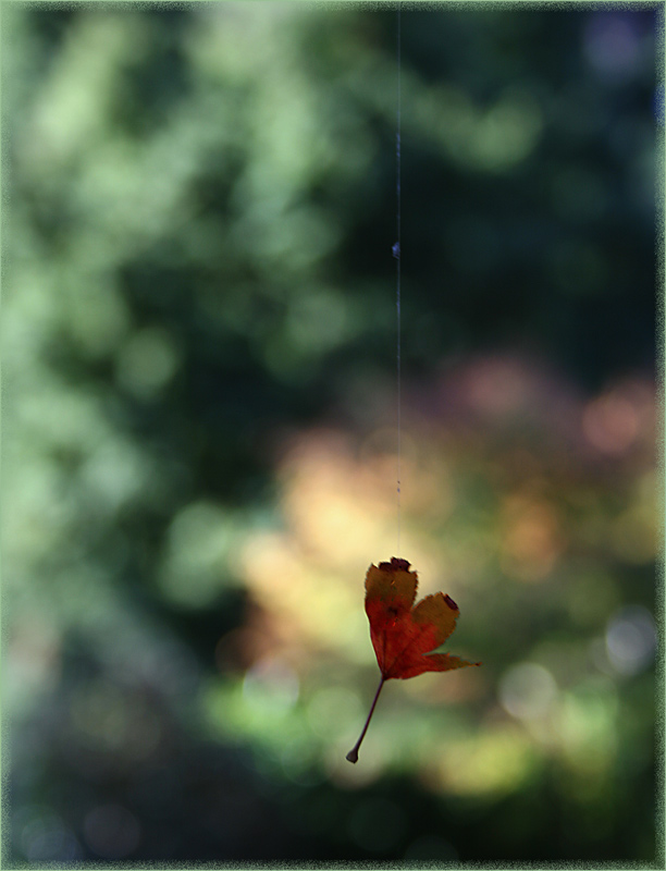 photo "on thin net" tags: nature, macro and close-up, flowers