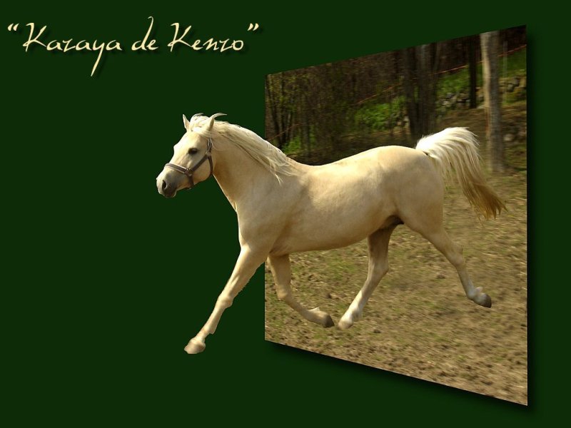 photo "'Kazaya de Kenzo' (and some Photoshopping)" tags: nature, misc., pets/farm animals