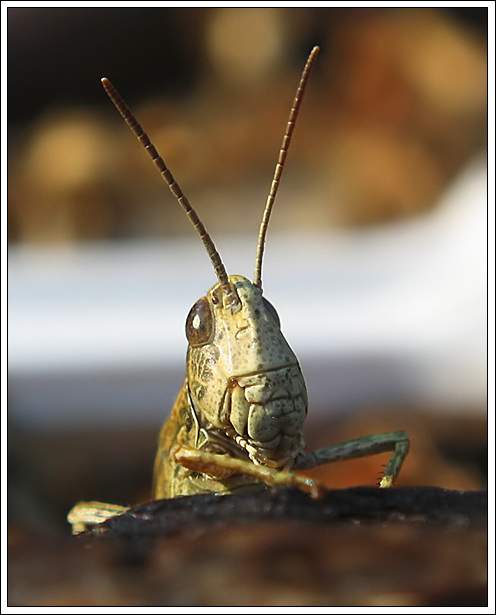 photo "~What's Up, Doc!?~" tags: macro and close-up, nature, insect