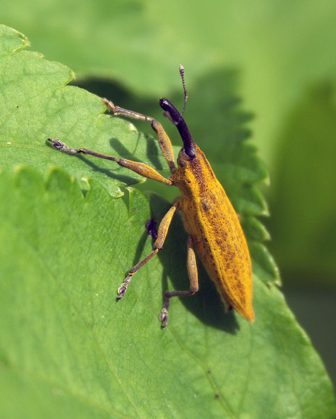 photo "boll weevil" tags: nature, insect