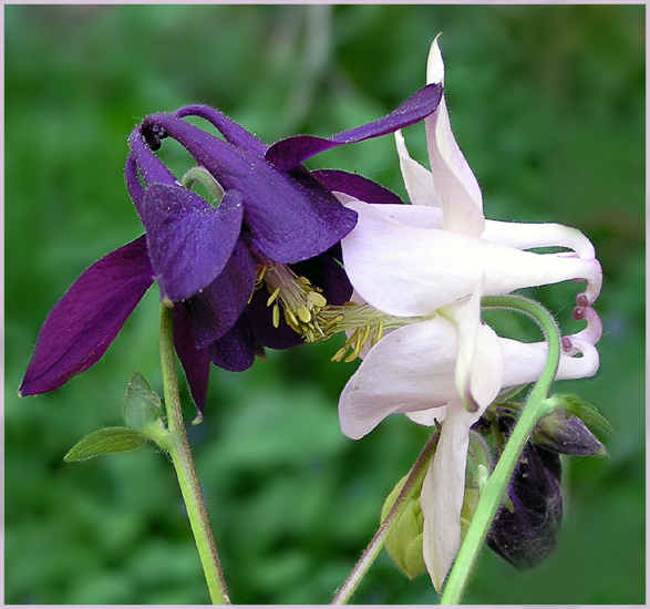 photo "Valentine`s Day" tags: nature, macro and close-up, flowers