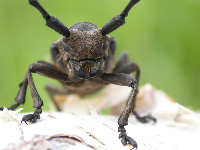 photo "Lamia textor" tags: nature, macro and close-up, insect