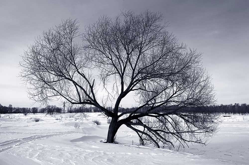 photo "tree..." tags: landscape, black&white, 