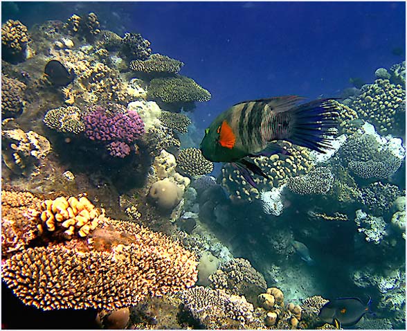 photo "***" tags: underwater, 