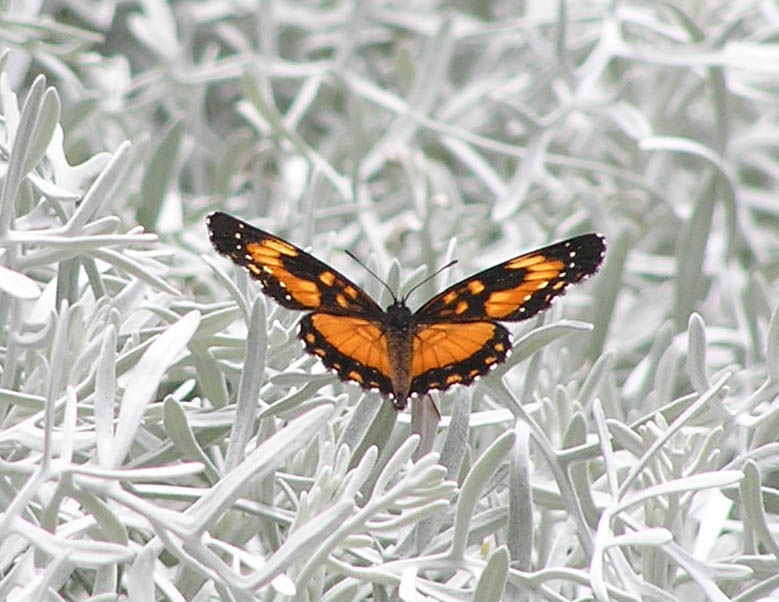 photo "***" tags: nature, insect