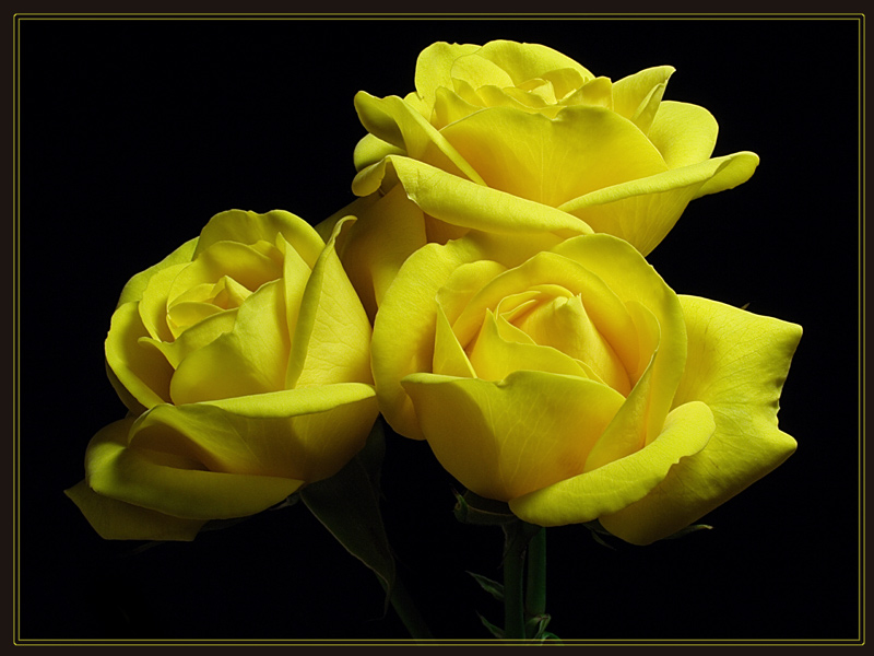 photo "***" tags: macro and close-up, nature, flowers